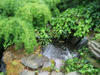 backyard pond and landscaping from modern home 
